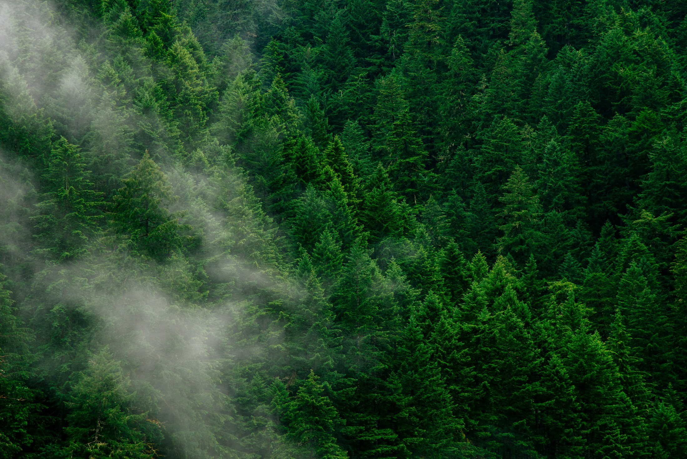Green pine trees in daylight